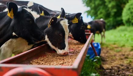 Calcium Propionate: Reliable Solution for Better Feed Quality and Livestock Wellbeing