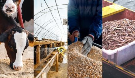 Oxone™: Ensuring Modern Animal Healthcare and Farm Biosecurity